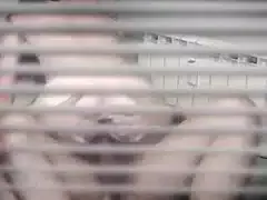 Grafu Iulia Adriana grabita sa aiba pula repede in anal ei