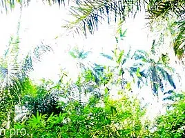 Tall Girl Standing Fuck In The Bush