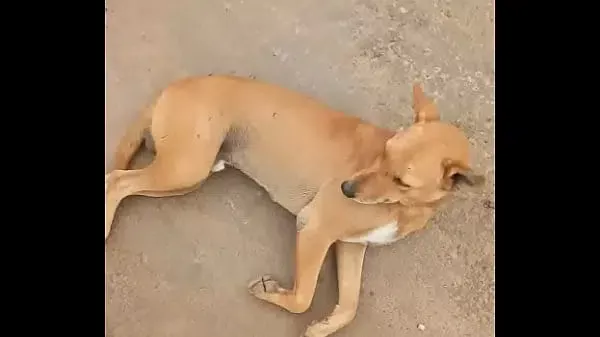 करवनत