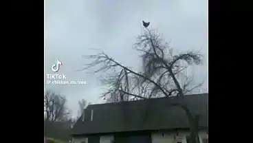 Gallina puta grita arriba de un palo