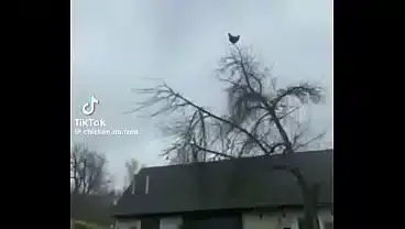 Gallina puta grita arriba de un palo