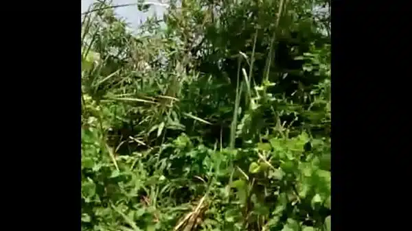 Fille du village folle mettant des fleurs dans sa chatte