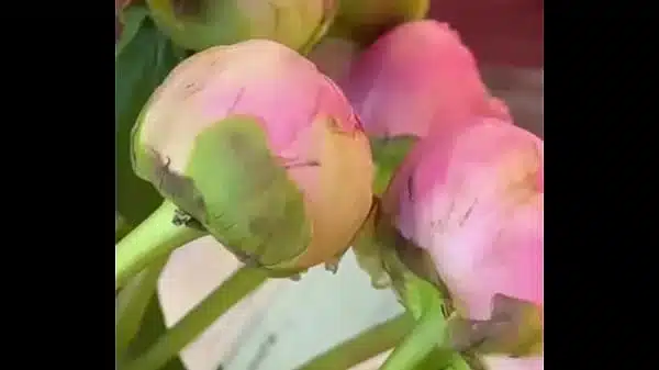 Эротика с цветами